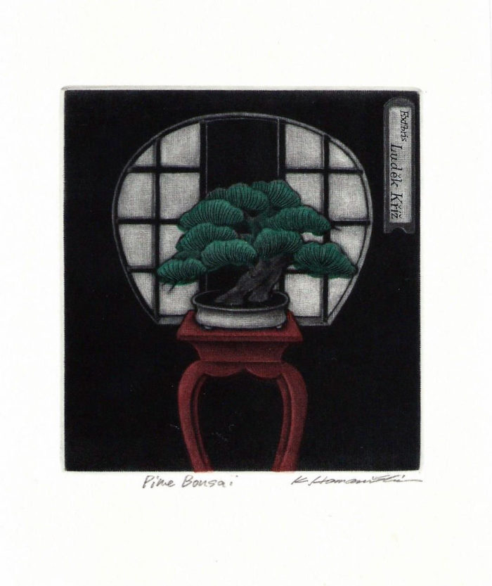 #312 Pine Bonsai