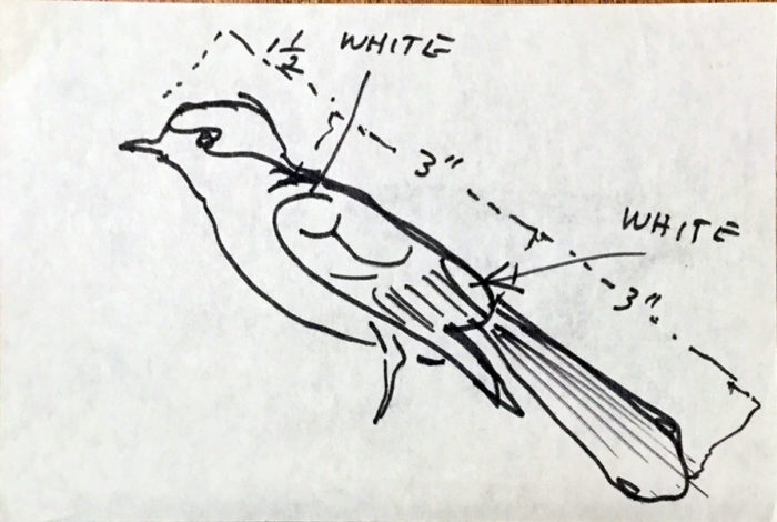 Very Small Bird with Notes