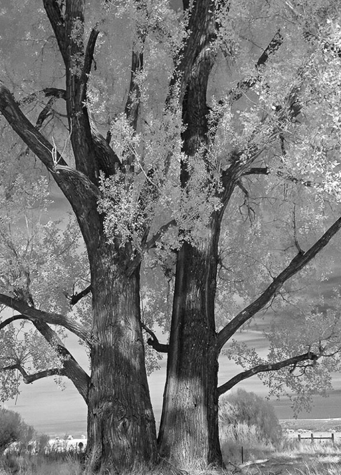 Century Cottonwoods, Malheur Refuge