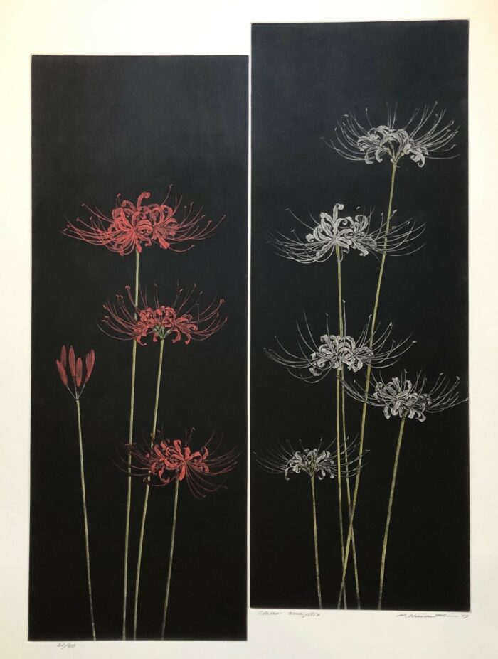 Cluster - Amaryllis