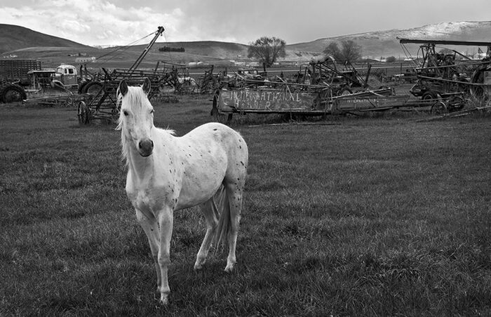 Junkyard Horse, Power of the Past Museum, Baker Valley