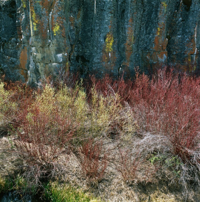 Gary Tepfer - Willows on Snyder Creek, Lake County