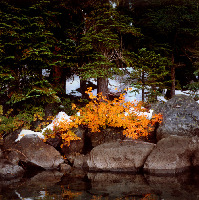 Gary Tepfer - Mountain Ash, Summit Lake