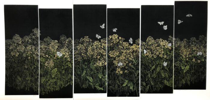 Canola Flowers Field