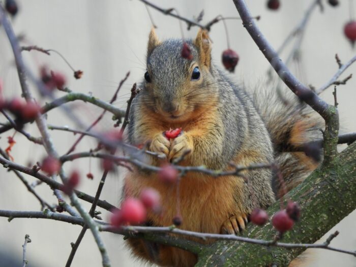 Twyla Bohrer - Smiling Squirrel Enjoying Red Berries