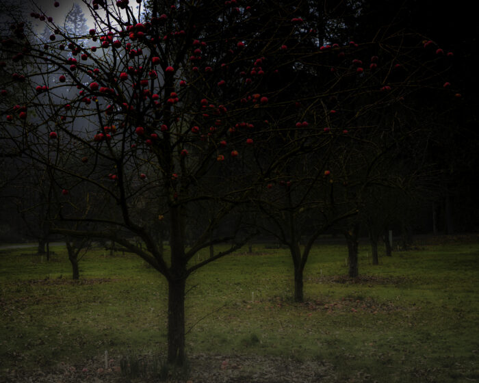 Linda Devenow - Bright Red Apples in Foggy February
