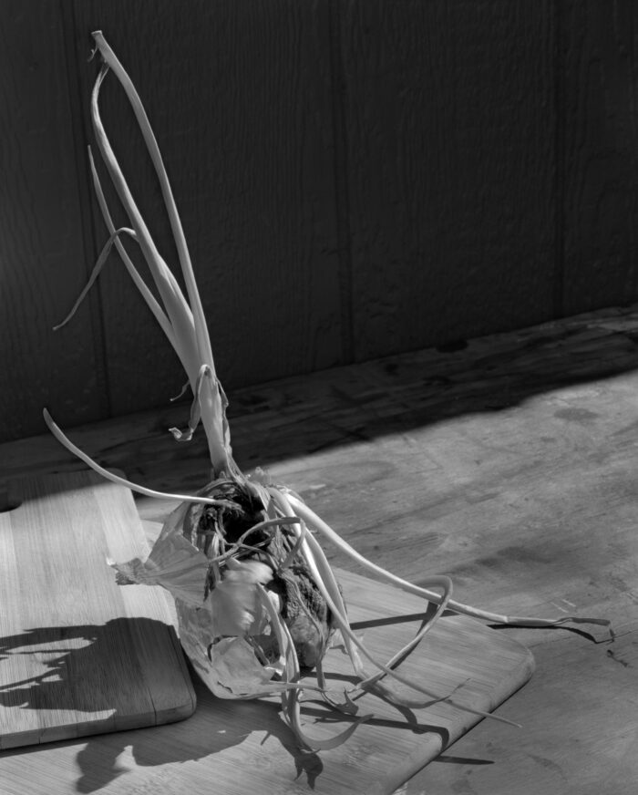 Diana C. Patin - Onion, Past Its Prime