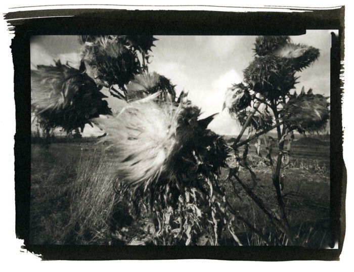 Rich Bergeman - Winter Artichokes