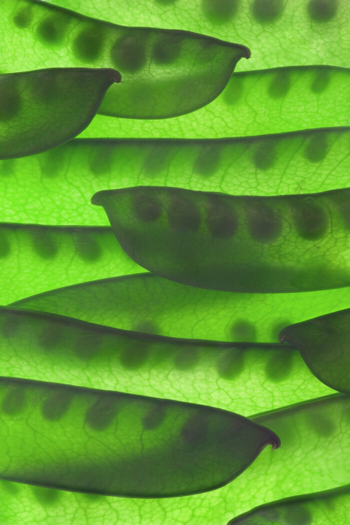 Robin Cushman - Pea Pods