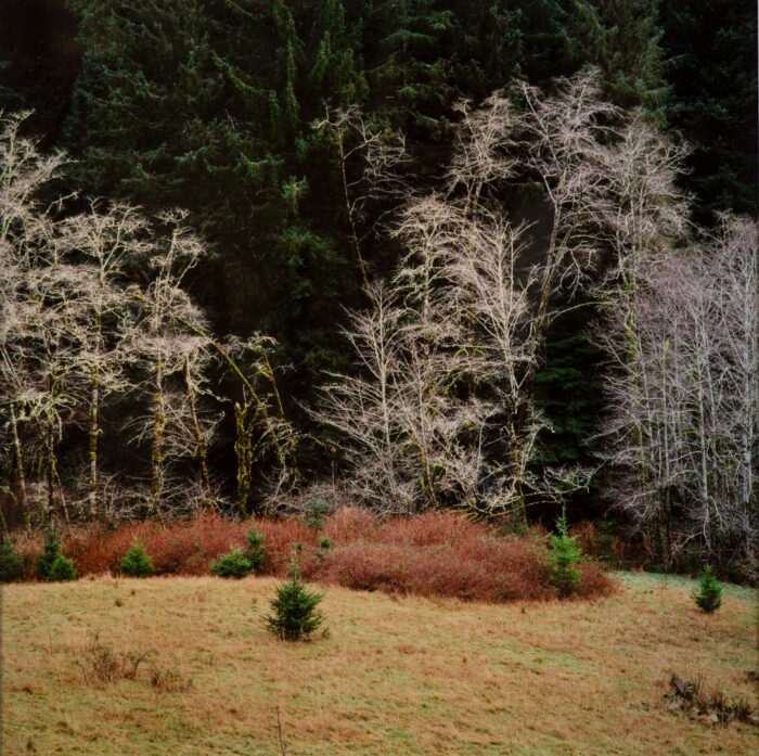 Gary Tepfer - Alder Trees in Coastal Forest, Tenmile Creek
