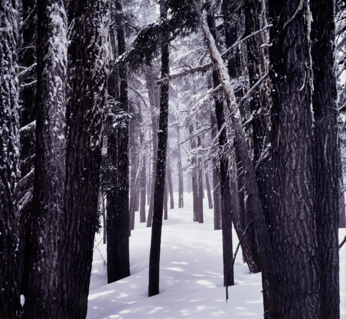 Gary Tepfer - Forest Path in Snow