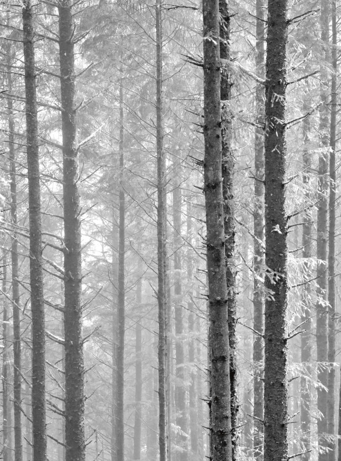Rich Bergeman - Spruce Forest in Fog, Cascade Head