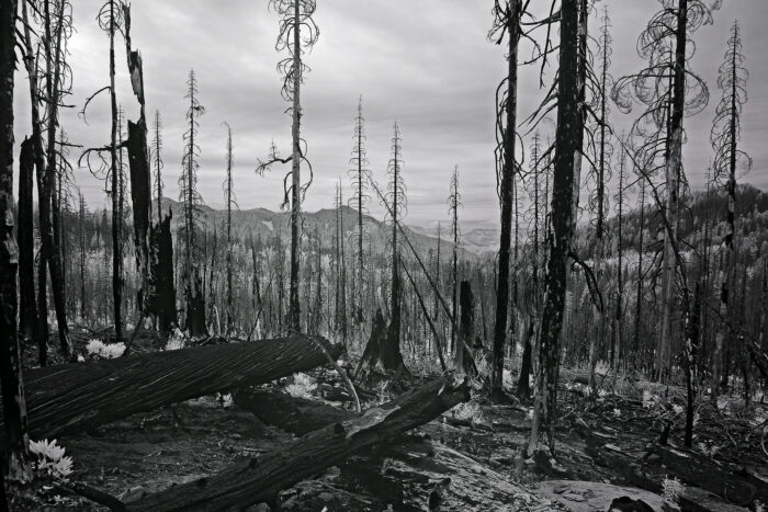 Rich Bergeman - Woodpecker Ridge Burn