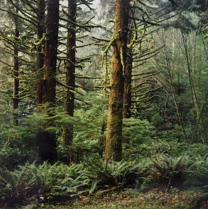 Gary Tepfer - Rain Forest, Cascade Head