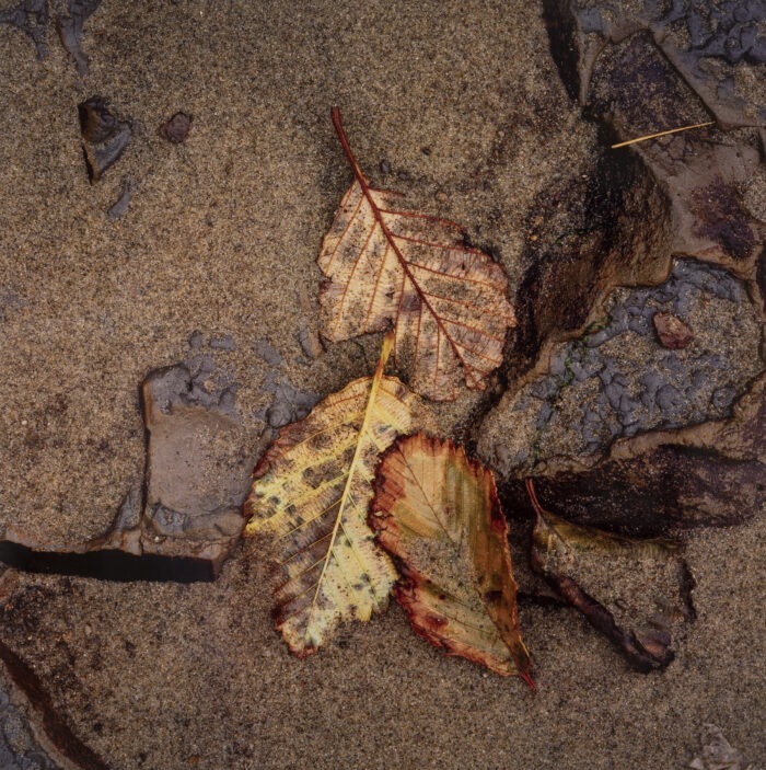 Gary Tepfer - Alder Leaves and Sand, Cascade Head