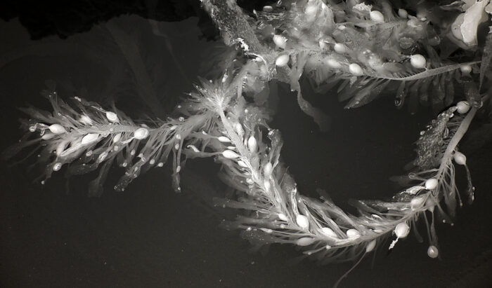 Rich Bergeman - Kelp Detail, Seal Rock