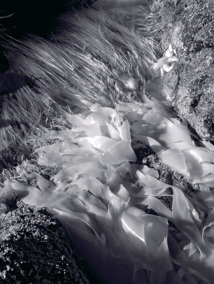 Rich Bergeman - Kelp and Seagrass, Yachats Bay