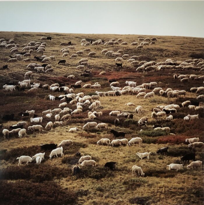 Gary Tepfer - Sheep and Goats, Taldu Airy