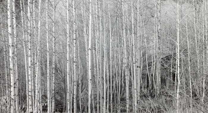 Rich Bergeman - Cabin Ruins in Aspen Grove